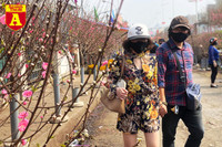 [ẢNH] Ngắm hoa ‘đẹp - độc - lạ’ ở chợ hoa Quảng An ngày giáp Tết 