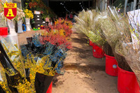 [ẢNH] Ngắm hoa ‘đẹp - độc - lạ’ ở chợ hoa Quảng An ngày giáp Tết 