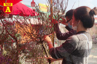 [ẢNH] Ngắm hoa ‘đẹp - độc - lạ’ ở chợ hoa Quảng An ngày giáp Tết 