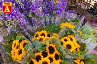 [ẢNH] Ngắm hoa ‘đẹp - độc - lạ’ ở chợ hoa Quảng An ngày giáp Tết 