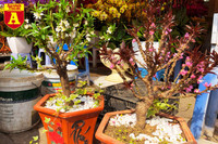 [ẢNH] Ngắm hoa ‘đẹp - độc - lạ’ ở chợ hoa Quảng An ngày giáp Tết 