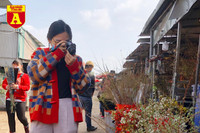 [ẢNH] Ngắm hoa ‘đẹp - độc - lạ’ ở chợ hoa Quảng An ngày giáp Tết 