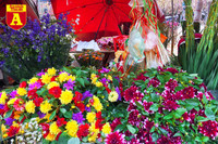 [ẢNH] Ngắm hoa ‘đẹp - độc - lạ’ ở chợ hoa Quảng An ngày giáp Tết 