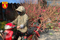 [ẢNH] Ngắm hoa ‘đẹp - độc - lạ’ ở chợ hoa Quảng An ngày giáp Tết 