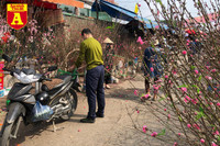 [ẢNH] Ngắm hoa ‘đẹp - độc - lạ’ ở chợ hoa Quảng An ngày giáp Tết 