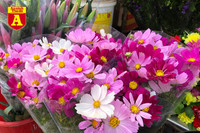 [ẢNH] Ngắm hoa ‘đẹp - độc - lạ’ ở chợ hoa Quảng An ngày giáp Tết 