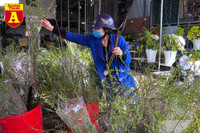 [ẢNH] Ngắm hoa ‘đẹp - độc - lạ’ ở chợ hoa Quảng An ngày giáp Tết 