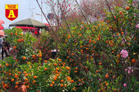 [ẢNH] Ngắm hoa ‘đẹp - độc - lạ’ ở chợ hoa Quảng An ngày giáp Tết 