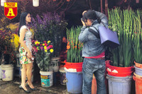 [ẢNH] Ngắm hoa ‘đẹp - độc - lạ’ ở chợ hoa Quảng An ngày giáp Tết 