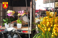 [ẢNH] Ngắm hoa ‘đẹp - độc - lạ’ ở chợ hoa Quảng An ngày giáp Tết 