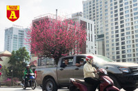 [ẢNH] Ngắm hoa ‘đẹp - độc - lạ’ ở chợ hoa Quảng An ngày giáp Tết 