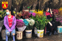 [ẢNH] Ngắm hoa ‘đẹp - độc - lạ’ ở chợ hoa Quảng An ngày giáp Tết 