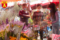 [ẢNH] Ngắm hoa ‘đẹp - độc - lạ’ ở chợ hoa Quảng An ngày giáp Tết 