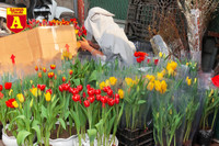 [ẢNH] Ngắm hoa ‘đẹp - độc - lạ’ ở chợ hoa Quảng An ngày giáp Tết 