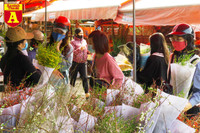 [ẢNH] Ngắm hoa ‘đẹp - độc - lạ’ ở chợ hoa Quảng An ngày giáp Tết 