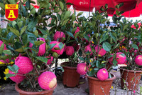 [ẢNH] Ngắm hoa ‘đẹp - độc - lạ’ ở chợ hoa Quảng An ngày giáp Tết 