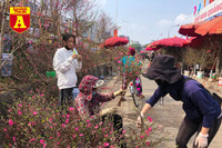 [ẢNH] Ngắm hoa ‘đẹp - độc - lạ’ ở chợ hoa Quảng An ngày giáp Tết 