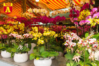 [ẢNH] Ngắm hoa ‘đẹp - độc - lạ’ ở chợ hoa Quảng An ngày giáp Tết 