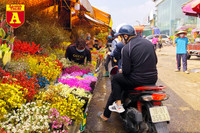 [ẢNH] Ngắm hoa ‘đẹp - độc - lạ’ ở chợ hoa Quảng An ngày giáp Tết 
