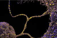 [ẢNH] Biến thể SARS-CoV-2 ghi nhận lần đầu tại Việt Nam từng xuất hiện ở đâu? 