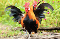 [ẢNH] Những phong tục đón Tết 