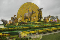 [ẢNH] Linh vật trâu hiện diện trong đời sống văn hoá Tết Tân Sửu các địa phương