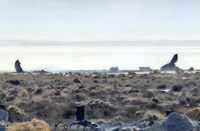 Tiêm kích F-16C Thunderbirds Mỹ lao thẳng xuống đất: Ẩn hoạ sau những màn trình diễn hào nhoáng