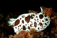 [ẢNH] Top 10 loài sên biển có vẻ ngoài độc lạ nhất hành tinh