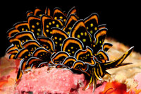 [ẢNH] Top 10 loài sên biển có vẻ ngoài độc lạ nhất hành tinh