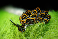 [ẢNH] Top 10 loài sên biển có vẻ ngoài độc lạ nhất hành tinh