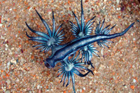 [ẢNH] Top 10 loài sên biển có vẻ ngoài độc lạ nhất hành tinh