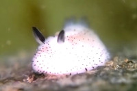 [ẢNH] Top 10 loài sên biển có vẻ ngoài độc lạ nhất hành tinh