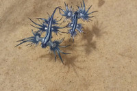 [ẢNH] Top 10 loài sên biển có vẻ ngoài độc lạ nhất hành tinh