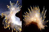 [ẢNH] Top 10 loài sên biển có vẻ ngoài độc lạ nhất hành tinh