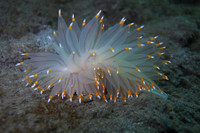 [ẢNH] Top 10 loài sên biển có vẻ ngoài độc lạ nhất hành tinh