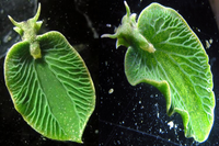 [ẢNH] Top 10 loài sên biển có vẻ ngoài độc lạ nhất hành tinh