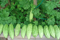 [ẢNH] Những thực phẩm 'nhất định phải ăn' khi bị tiểu đường