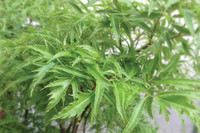 [ẢNH] Những thực phẩm 'nhất định phải ăn' khi bị tiểu đường