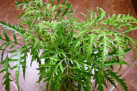 [ẢNH] Những thực phẩm 'nhất định phải ăn' khi bị tiểu đường