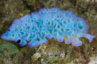 [ẢNH] Top 10 loài sên biển có vẻ ngoài độc lạ nhất hành tinh