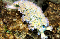 [ẢNH] Top 10 loài sên biển có vẻ ngoài độc lạ nhất hành tinh