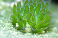 [ẢNH] Top 10 loài sên biển có vẻ ngoài độc lạ nhất hành tinh