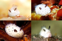 [ẢNH] Top 10 loài sên biển có vẻ ngoài độc lạ nhất hành tinh