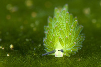 [ẢNH] Top 10 loài sên biển có vẻ ngoài độc lạ nhất hành tinh