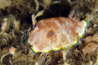 [ẢNH] Top 10 loài sên biển có vẻ ngoài độc lạ nhất hành tinh