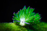 [ẢNH] Top 10 loài sên biển có vẻ ngoài độc lạ nhất hành tinh