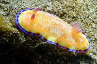 [ẢNH] Top 10 loài sên biển có vẻ ngoài độc lạ nhất hành tinh