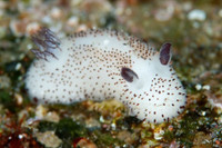 [ẢNH] Top 10 loài sên biển có vẻ ngoài độc lạ nhất hành tinh