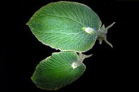 [ẢNH] Top 10 loài sên biển có vẻ ngoài độc lạ nhất hành tinh