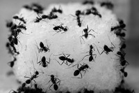 [ẢNH] Top 5 thực phẩm có 